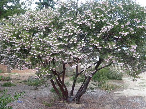 California Native Trees – Tree of Life Nursery