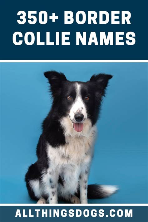 Border Collie Names in 2021 | Border collie, Best dog names, Border ...