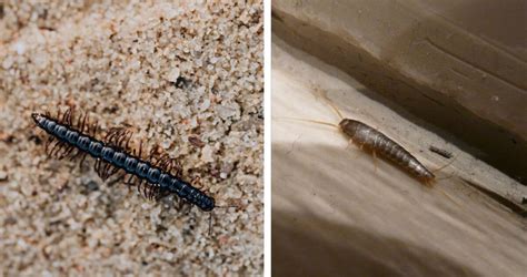 Is it a House Centipede or a Silverfish? - ABC Pest Control Omaha