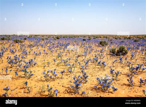 Sahara flowers hi-res stock photography and images - Alamy