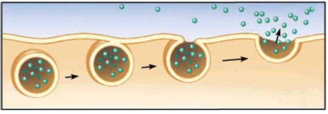 Endocytosis And Exocytosis Animation