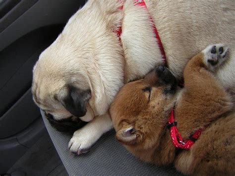 Shiba Inu pup with its friend sleeping in the car.jpg Hi-Res 720p HD