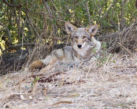 Like “Ferdinand”: Coyote behavior | Coyote Yipps