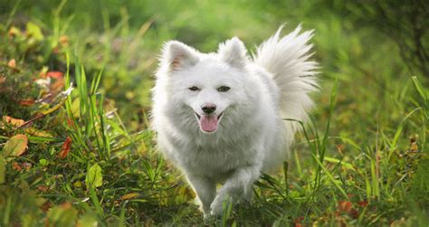 Indian Spitz Dog Breed Information