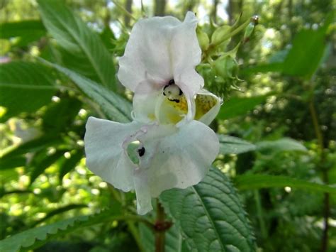 Himalayan Balsam, Policemans Helmet, Bobby Tops, Copper Tops, Impatiens ...