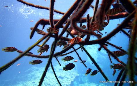 Snorkeling at Casa Cenote, Mayan Riviera | Snorkeling in Mexico