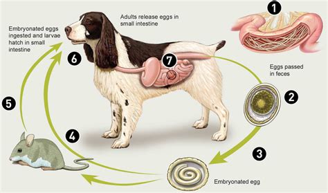 Hookworm, Roundworm & Whipworm Symptoms | Dog collar tags, Dog collar ...