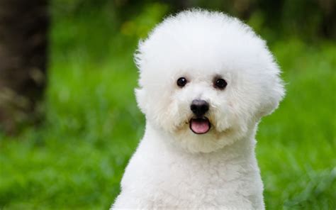 Download wallpapers Bichon Frise, bokeh, pets, dogs, funny dog, Bichon ...