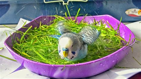 Do Pets At Home Sell Budgies and How to Caring - Anna Blog