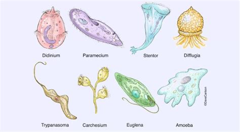 Protists and Disease Study Guide - Inspirit