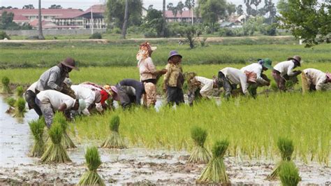 Voice of America | Khmer, 04 January 2016: Agricultural Experts Say ...