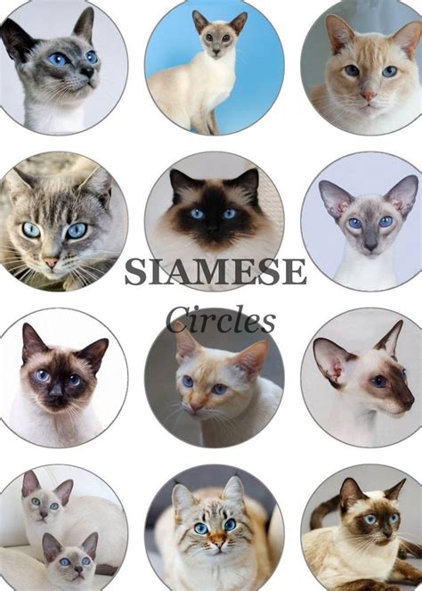 SIAMESE CAT Craft Circles color Point Siamese Kitties Instant Download ...