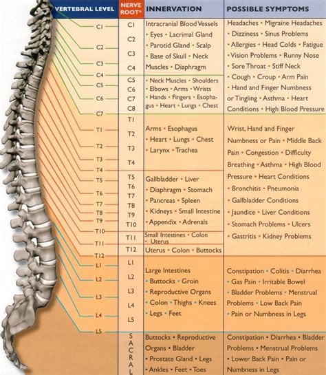 Human Anatomy and Physiology: Spinal Nerve Function