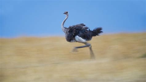 How fast can an ostrich run? | Ostrich running, National wildlife ...