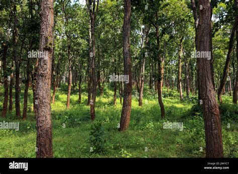 Sal Tree, Amarkantak, Madhya Pradesh, India, Asia Stock Photo - Alamy