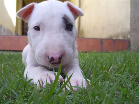 Bull Terrier - Puppies, Rescue, Pictures, Information, Temperament, Characteristics | Animals Breeds