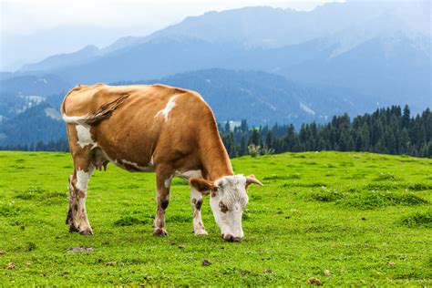 La importancia de los herbívoros - Mis animales