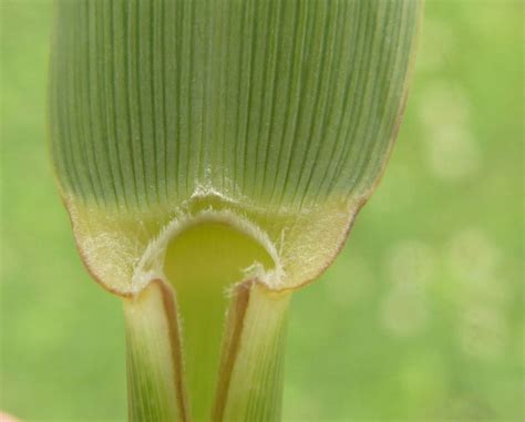 Phragmites Australis Identification