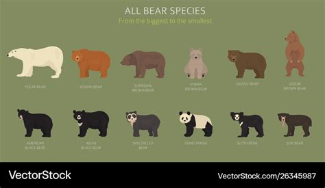 All world bear species in one set bears collection