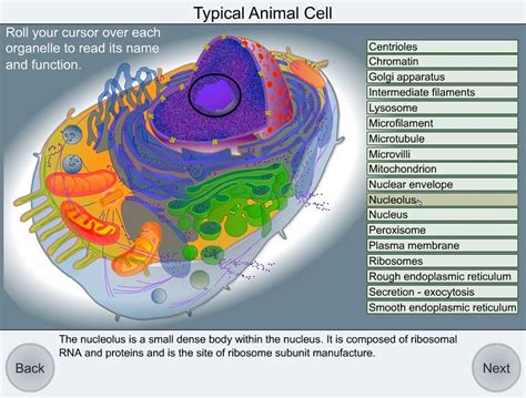 Animal Cell City Diagram