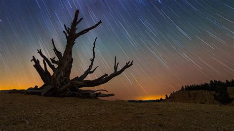 Star trails and a bristlecone pine at Bryce Canyon National Park, Utah (© roycebair/RooM/Getty ...