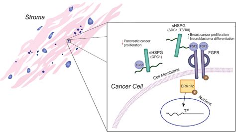 Figure 3 from Heparan sulfate signaling in cancer. | Semantic Scholar