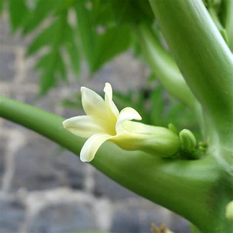 papaya flowers - Gardening ABC