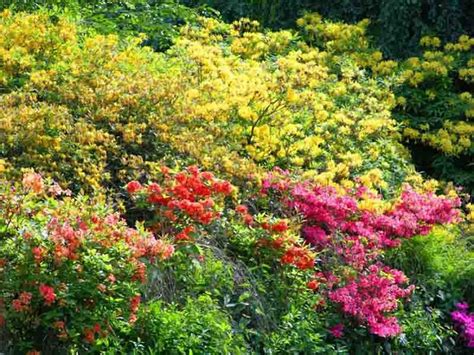 Best Shrubs as Companion Plants for Azaleas and Rhododendrons