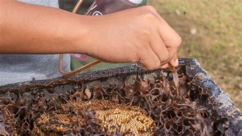 The Process of Harvesting Honey from Stingless Bee Hive Stock Image ...