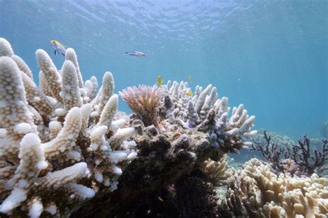 Bleaching May Have Killed Half the Coral on the Northern Great Barrier ...