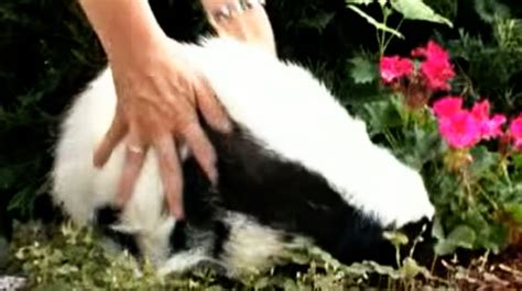 What is the natural diet of a skunk?