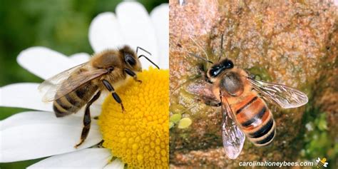 Types of Honey Bees - Carolina Honeybees