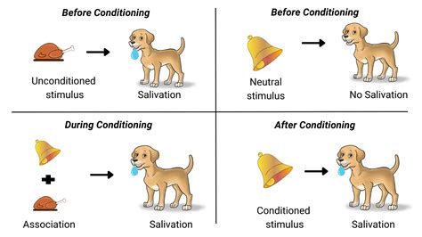 Classical Conditioning: Pavlov's Dog Experiment