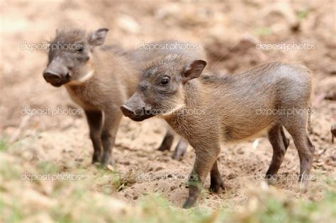 WARTHOG | Baby warthog, Animals, Warthog