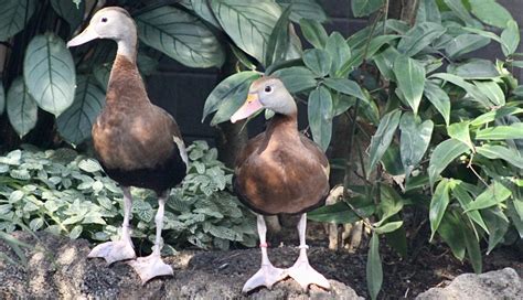 Black-bellied whistling duck | Smithsonian's National Zoo