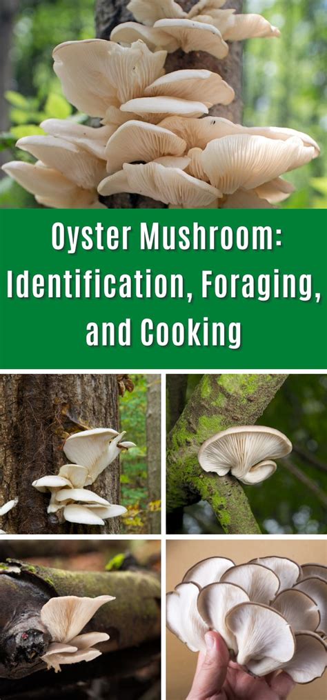 Oyster Mushroom: Identification, Foraging, and Cooking - Mushroom Appreciation