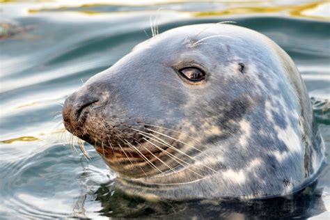 Free photo: Seal, Sea, Beach, Nature, Animal - Free Image on Pixabay ...