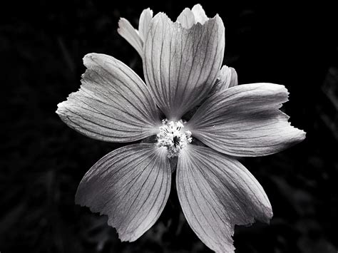 Black And White Flowers Pics - Black And White Flowers Photograph by ...