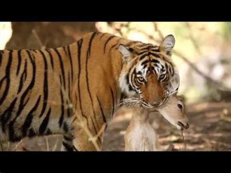 Wild Animals Life National Geographic channel - YouTube