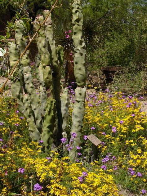 Tucson Botanical Gardens