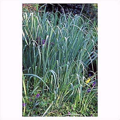 Drought-Resistant Ornamental Grasses | Ornamental grasses, Grasses landscaping, Drought resistant