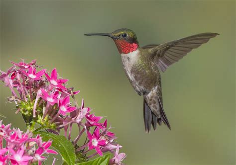 Ruby-throated Hummingbird, Archilochus colubris, male, hovering above pentas flowers. | How to ...