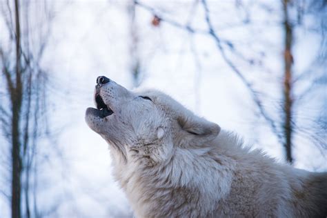 Arctic Wolf Howling