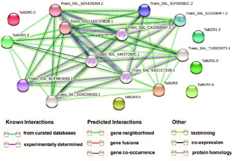 Protein-protein interaction analysis of TaBZRs proteins.... | Download Scientific Diagram