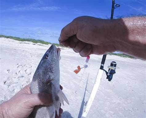 Florida East Coast Surf Fishing Blog : 🎣 Florida Fishing Reports 🐟 Week ...