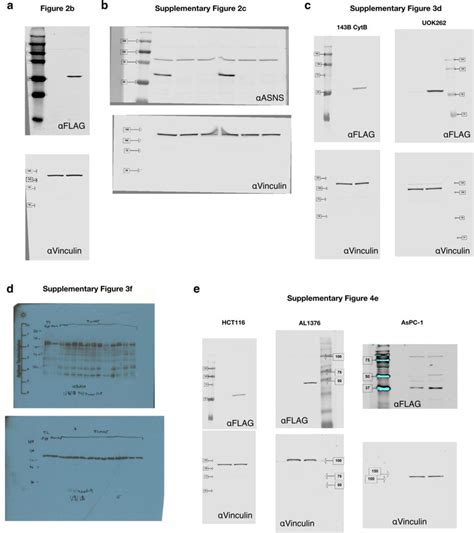 Western Blot Gel Figure