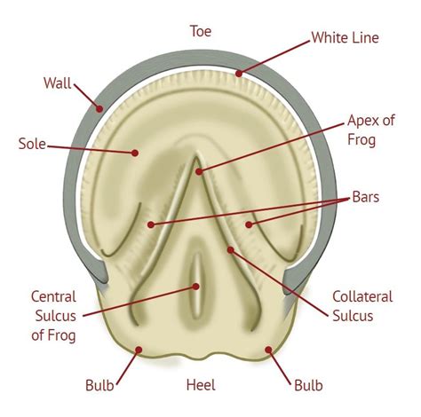 horse hoof anatomy Equine Care, Hoof Care, Equine Veterinary, Veterinary Science, Veterinary ...