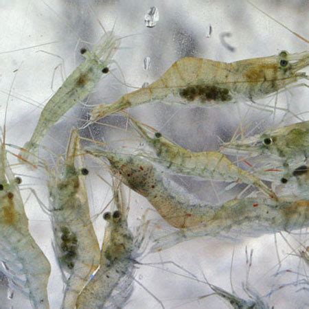 Live River Shrimp (1200ml-50 Shrimp appox) - Aquatics To Your Door