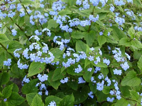 Brunnera macrophylla + 'Jack Frost' Kaukasusvergissmeinnicht - Garten- und Fuchsienfreunde