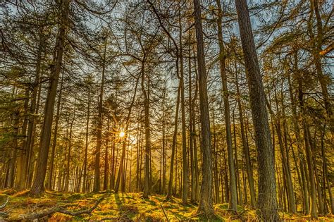 HD wallpaper: forest 4k screensaver, tree, land, plant, woodland ...